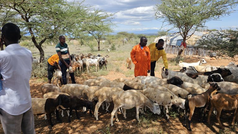 From 900 to 3,000 Goats: What We’ve Learned So Far